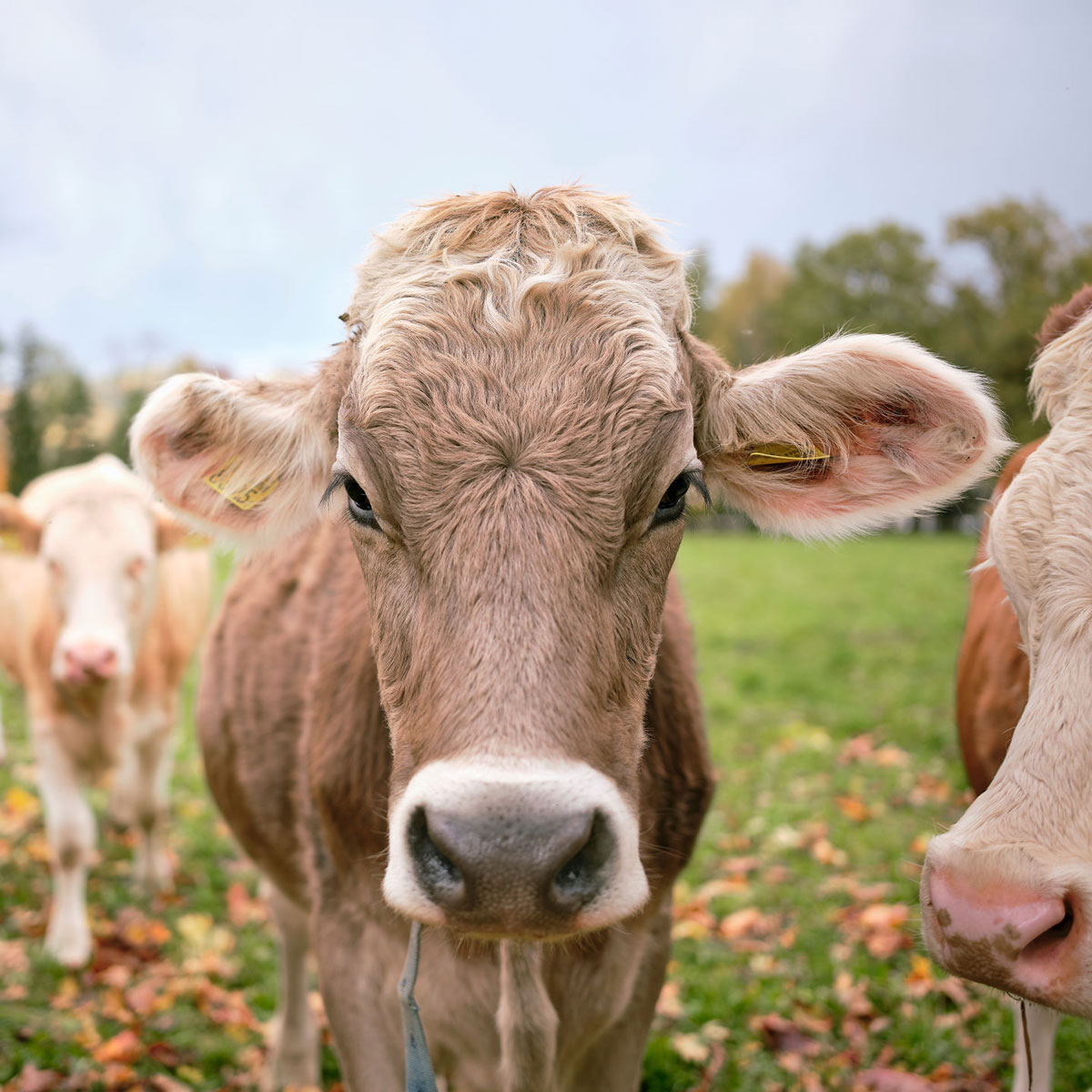 Strohpellets als Einstreu für Landwirtschaft und Stallhaltung